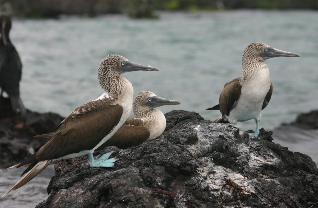 o Blue footed booby Isabela Island
