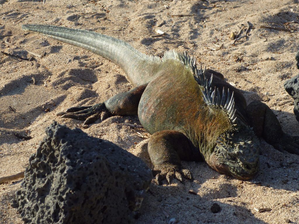 o iguana on the beach at the charles darwin research station photo by alvaro sevilla design  o scaled