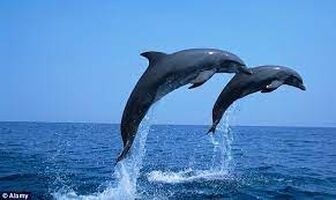 dolphins