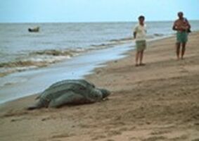 o Leatherback Copy