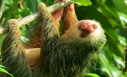 o callidrya sloths