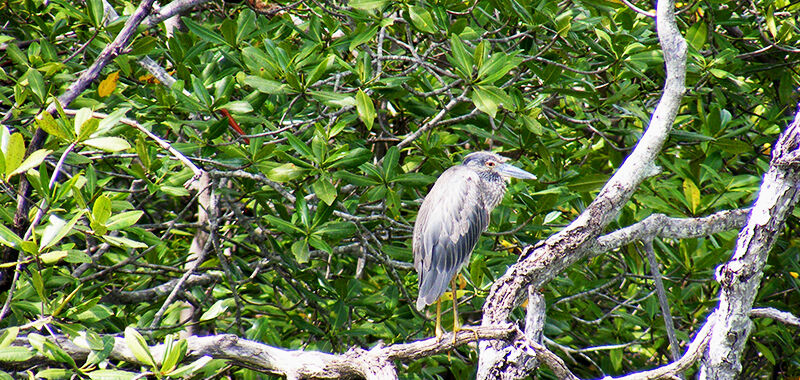 Private Tamarindo Mangrove & Estuary Tour on Boat - Sunny Land Tours ...