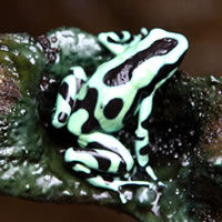 o frogs