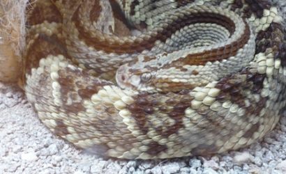 o serpentarium