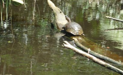 o tortuguero